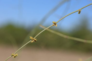 Sonbaharda ephedra fragilis (birleşik çam)