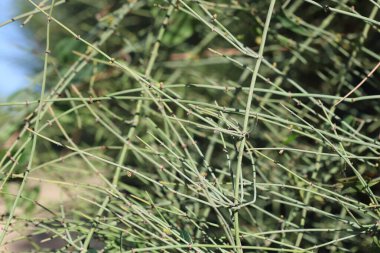 ephedra fragilis (joint pine) in autumn clipart