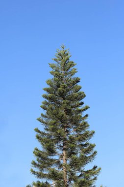 Araucaria Heterofilla bir kozalak türüdür.