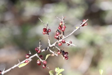 Rhamnus lycioides is a shrub up to about 1 metre tall clipart