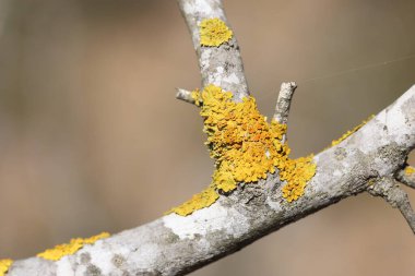  Ağaç dalları zambaklarla kaplıdır