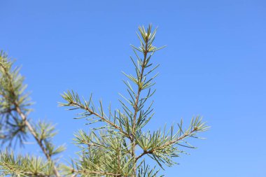 Cedrus deodara (deodar sedir) ağaç dalı