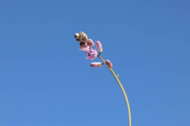 Proso Autumnale, kuşkonmazgiller (Asparagaceae) familyasından bir bitki türü.