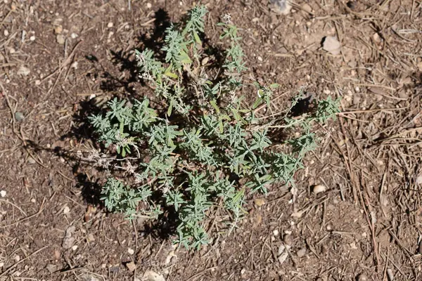 Teucrium polium, Batı Akdeniz bölgesinde yetişen bir bitki ve çalılıktır. 