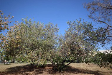 Sonbaharda Cercis silikastrum (Judas ağacı) ağacı