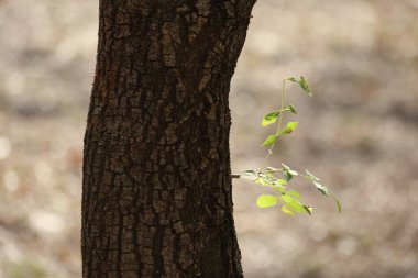 Ağaç gövdesinden genç silahlı saldırıları