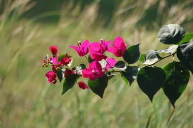 arka ışıklandırma Bougainville çiçeği (Bougainvillea spectabilis)