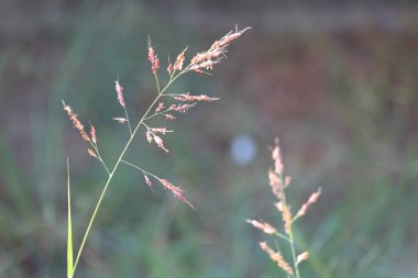 Halep otu (Sorghum halepense (L) Pers.) Subtropik bölgelerde ve ılıman bölgelerde yayılmış bir ottur.
