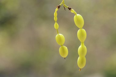 closeup of Beans of the  Styphnolobium japonicum (apanese pagoda) tree  clipart