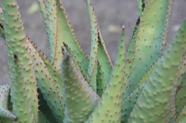 close up of  leaves of Aloe marlothii clipart