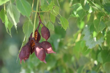 Kurrajong (Brachychiton populneus) ağacının tohum konileri ve yaprakları