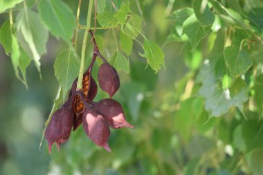 seed cones and leaves of kurrajong (Brachychiton populneus) tree clipart