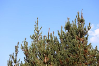 Pinus Mugo 'nun (cüce dağ çamı) dalı