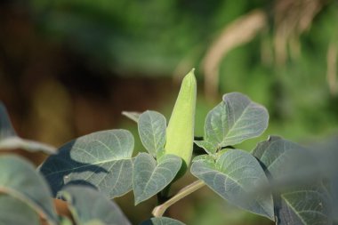 leaves and seed pods of Datura inoxia clipart