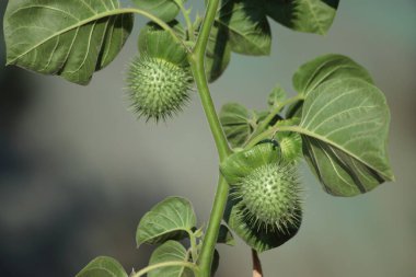 leaves and seed pods of Datura inoxia clipart