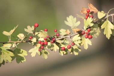 Crataegus azarolus is a species of hawthorn clipart