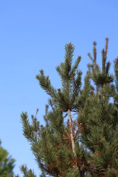 Pinus Mugo 'nun (cüce dağ çamı) dalı