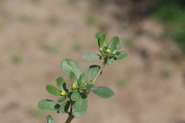 Portulaca oleracea 'ya yakın.