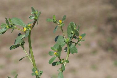  close up of Portulaca oleracea clipart