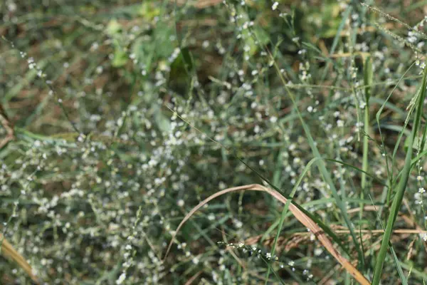 Yazın At Kuyruğu Knotweed (Polygonum equisetiforme)