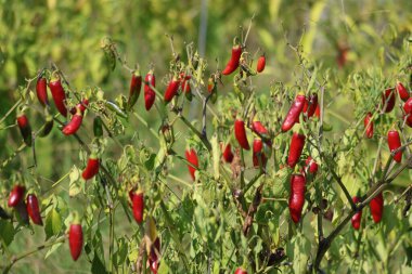 Kırmızı kırmızı biber hasat için hazır.