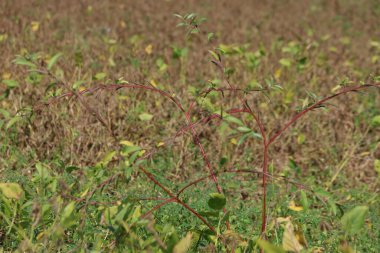 jute mallow or Jew's mallow or Nalita jute (Corchorus olitorius) clipart