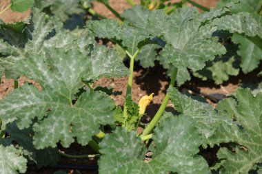 Kabak bitki alanında