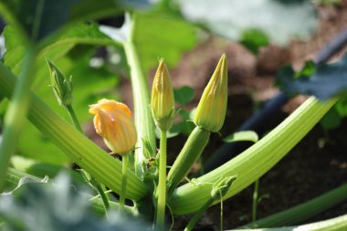Kabak bitki alanında