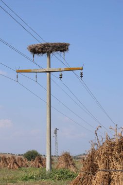 Leylekler elektrik hatlarında yuva yapar