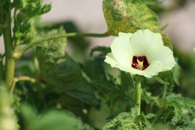 Sarı çiçek bamya bitki