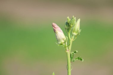 flower of okra plant in the field
