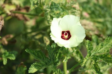 Sarı çiçek bamya bitki