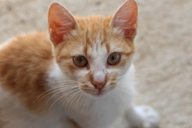 Turuncu tekir kediye yaklaş