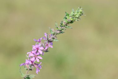 Sonbaharda Lythrum salicaria (mor gevşeme) çiçeği
