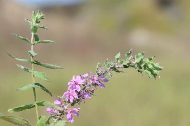 Sonbaharda Lythrum salicaria (mor gevşeme) çiçeği