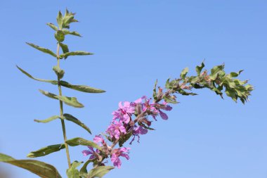 Sonbaharda Lythrum salicaria (mor gevşeme) çiçeği