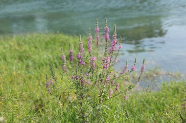 Sonbaharda Lythrum salicaria (mor gevşeme) çiçeği