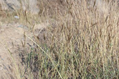 Bothriochloa ischaemum (sakallı parmak otu) 