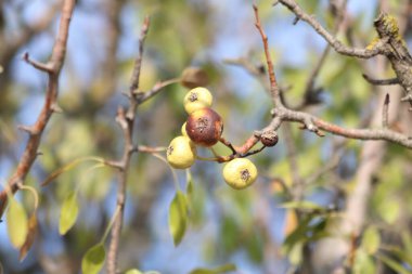 Pyrus Pyraster (Yabani Armut) meyvesi