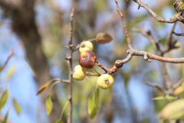 Pyrus Pyraster (Yabani Armut) meyvesi