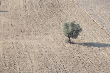 Tarlada tek bir zeytin ağacı.