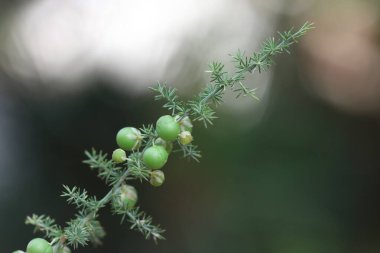 Yazın Asparagus acutifolius bitkisi tohumları