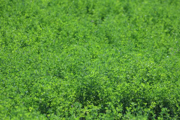 Yazın yeşil yonca tarlası