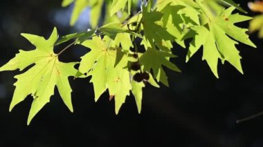 sonbaharda arka ışıklandırılmış uçak ağacı yaprakları