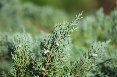 Juniperus scopulorum Sarg 'ın tohum ve yaprakları