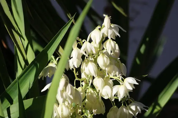 Yucca Gloriosa bitkisi çiçekleri