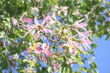 blooms of silk floss tree (Ceiba speciosa) clipart