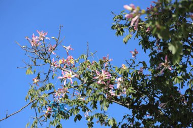 İpek diş ipi ağacı çiçekleri (Ceiba speciosa)