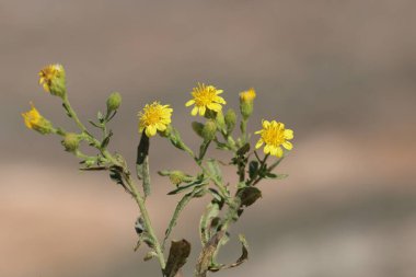 flowers of Dittrichia viscosa (False Yellowhead) clipart