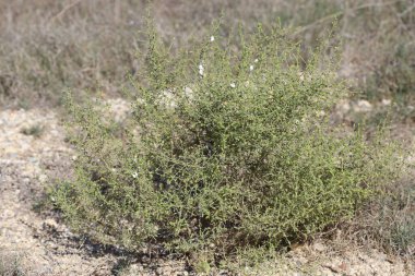 Dittrichia Graveolens (l) Greuter çiçekleri